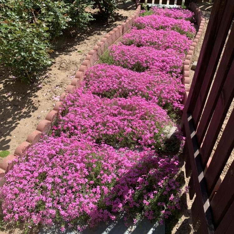 芝樱花 丛生福禄考