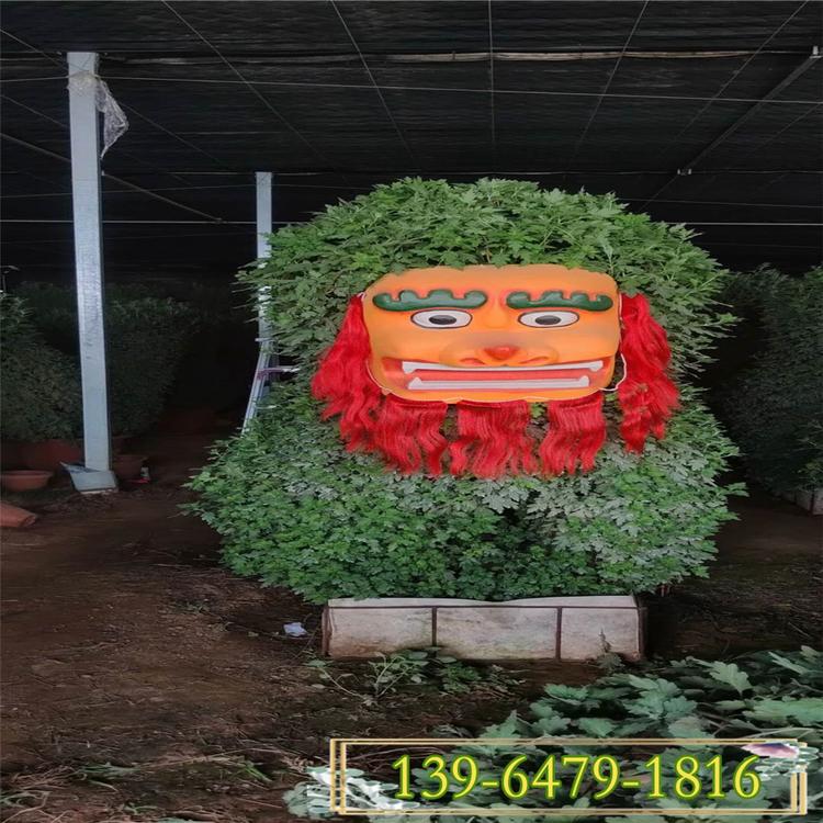 彩色国庆菊 租摆秋菊 国庆菊小苗批发 狮子造型菊花
