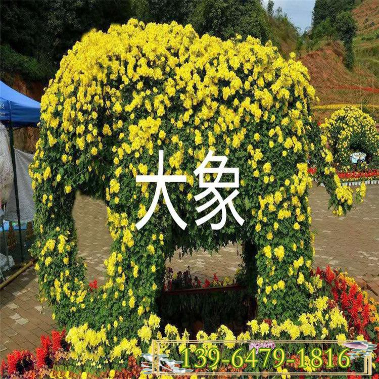 国庆菊盆苗基地 节庆花坛租摆花卉造型 大象菊花造型