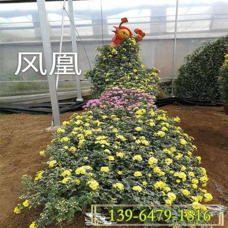 国庆菊花凤凰造型价格 十月一租摆用花秋菊 菊花展造型