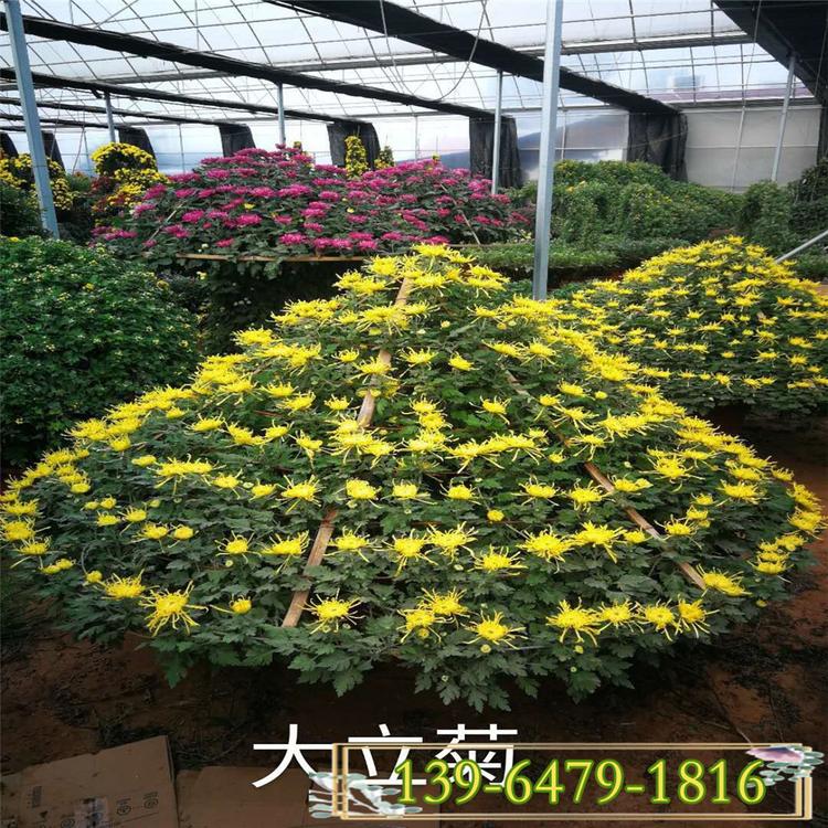 多色菊花大立菊造型 大量供应国庆菊 工程绿化菊花造型