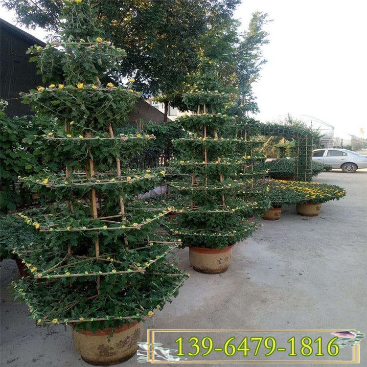 青州菊花造型花塔 绿化观赏花卉造型 公园景观菊花