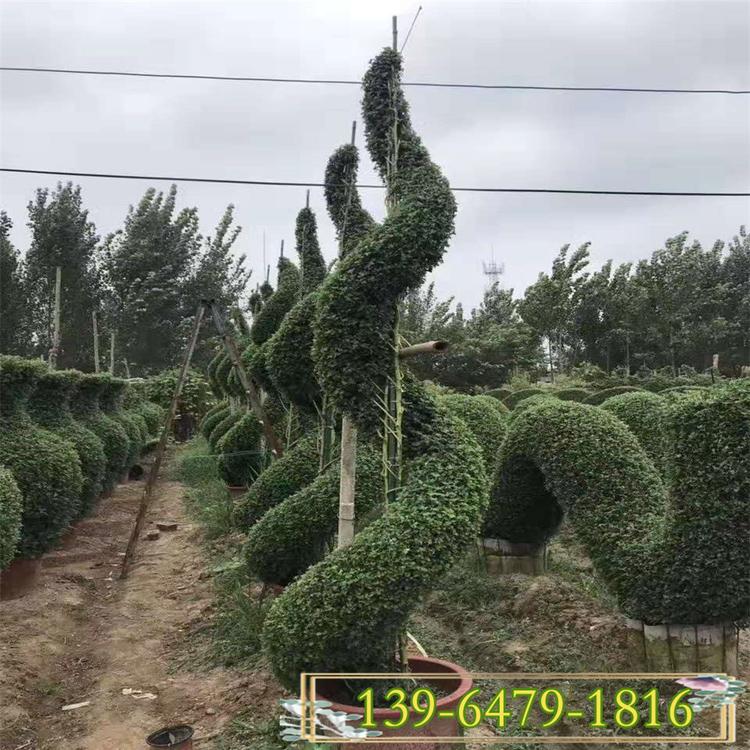 花博会大厅花卉国庆菊造型 秋菊千头菊小悬崖造型