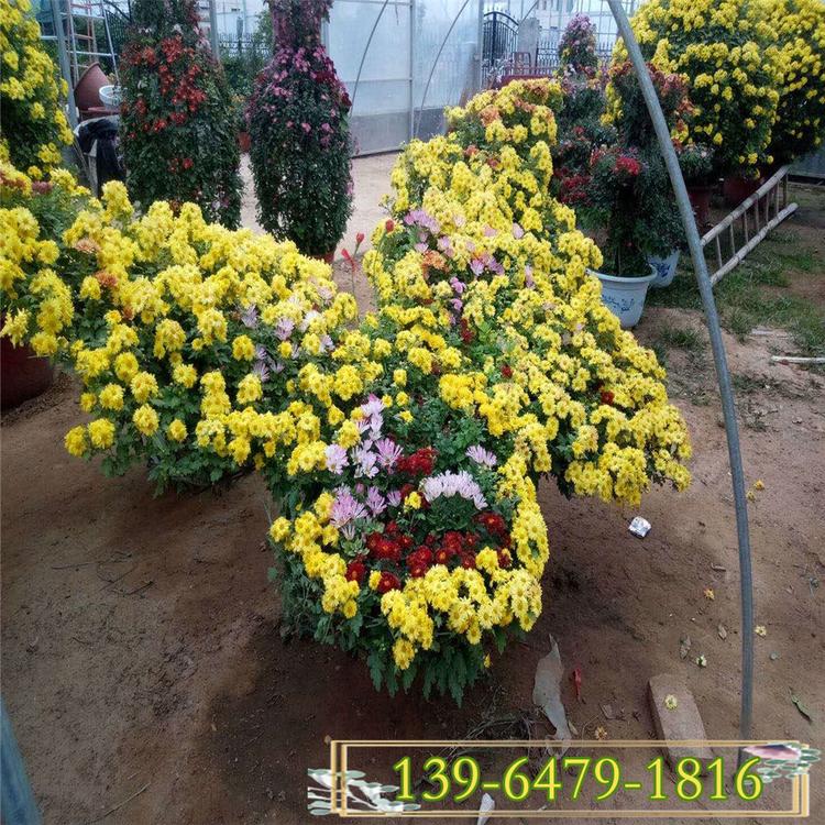 基地种植国庆菊花蝴蝶造型 花博会大厅花卉国庆菊造型