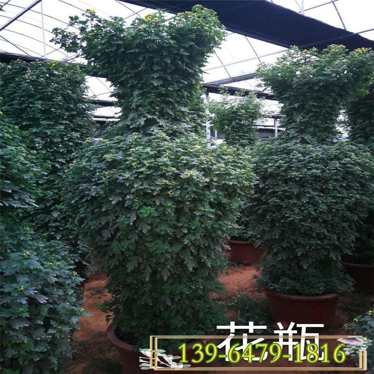 节日装点国庆菊 花瓶造型菊花 金秋观赏千头菊盆苗