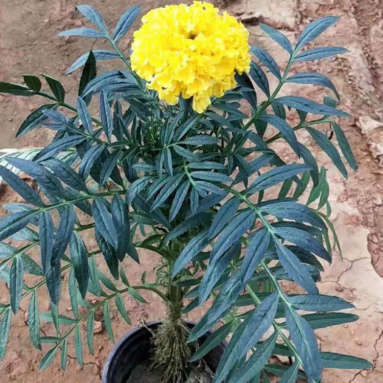 2020年万寿菊价格   小涵花卉