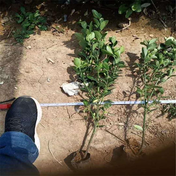 工程绿化大叶黄杨   山东大叶黄杨