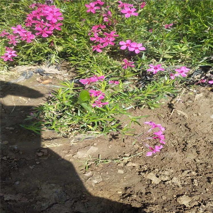 宿根地被福禄考小苗 福禄考批发