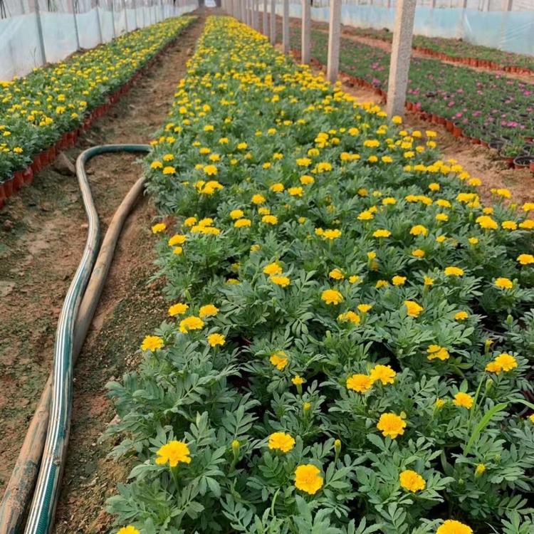 地被草花孔雀杯苗小苗   孔雀草基地大量供应