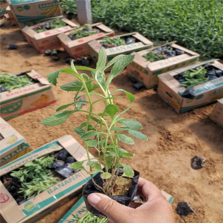 地被宿根马鞭草打头马鞭草    苗圃直供马鞭草