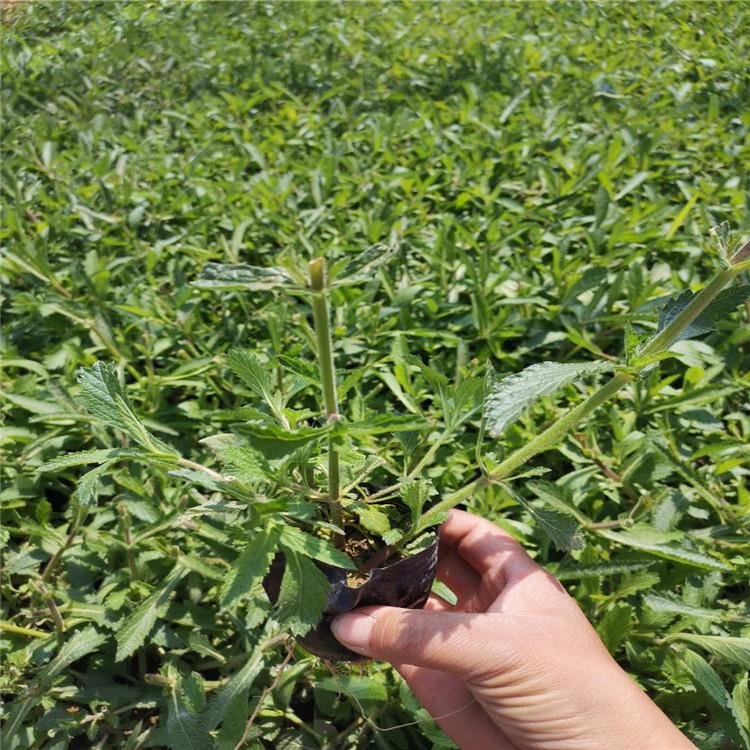 地被宿根马鞭草多叉马鞭草    苗圃直供马鞭草