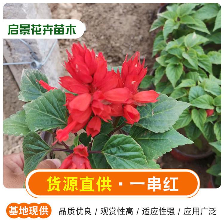 草花苗木一串红   一串红基地供应  欢迎来电咨询