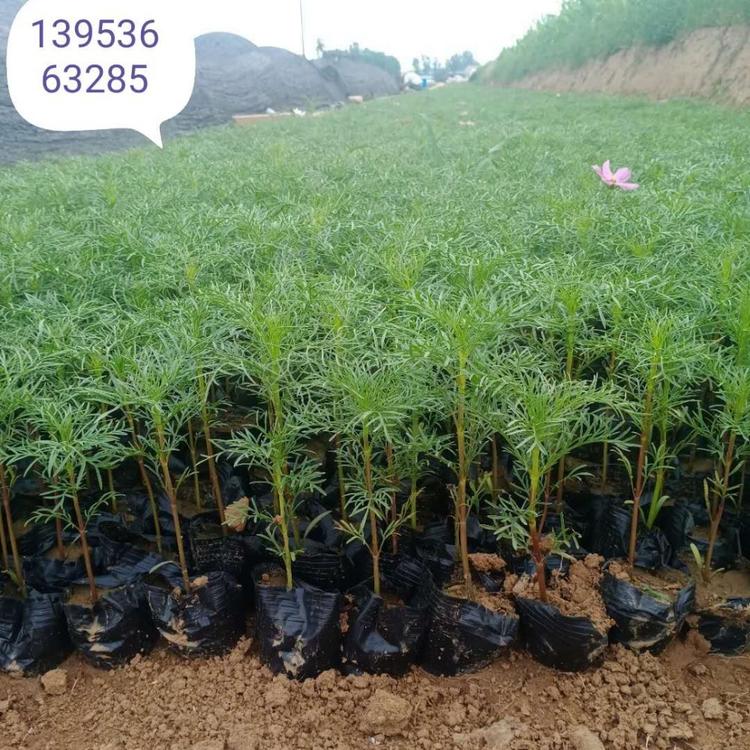 花海景观绿化波斯菊   河南花卉基地供应波斯菊