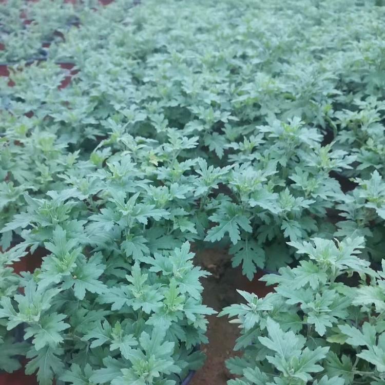 十月一花卉租摆用国庆菊 大菊花批发 价格优惠 欢迎咨询