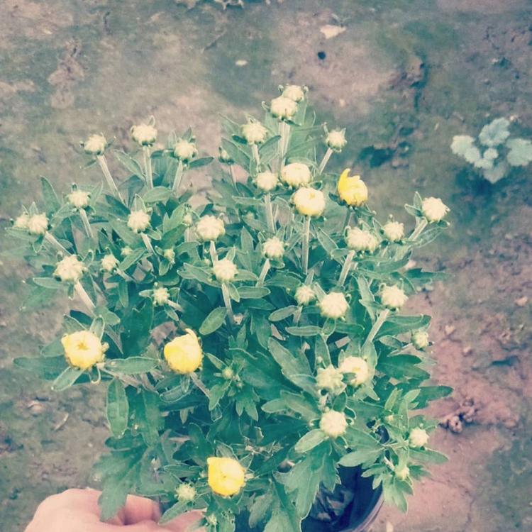 基地批发供应国庆菊 大菊花供应 节日租摆专用国庆菊