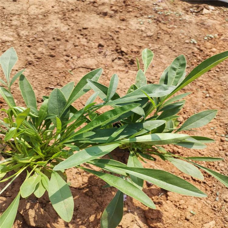 宿根地被金鸡菊    花卉金鸡菊小苗基地