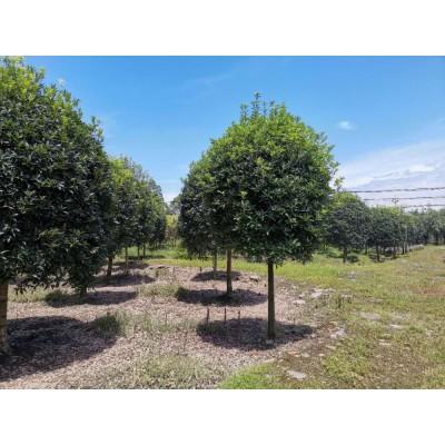 四川桂花树 四川桂花树种植基地 桂花树苗木基地