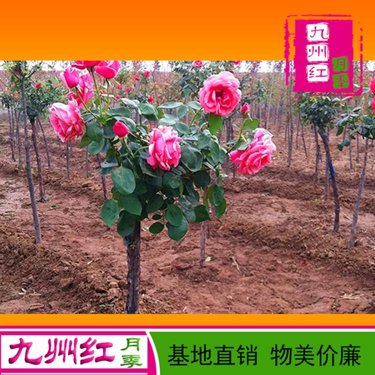 10公分月季树价格表 九州红月季 古桩月季