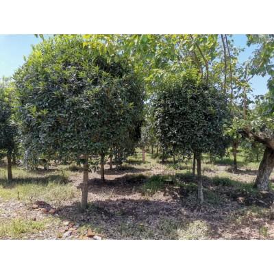 四川桂花树价格 成都桂花树种植基地  邛崃桂花树苗木基地