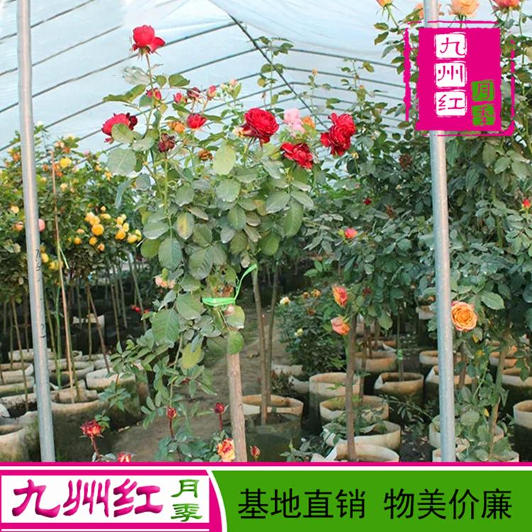 4至10公分树状月季价格 九州红月季 古桩月季树的价格