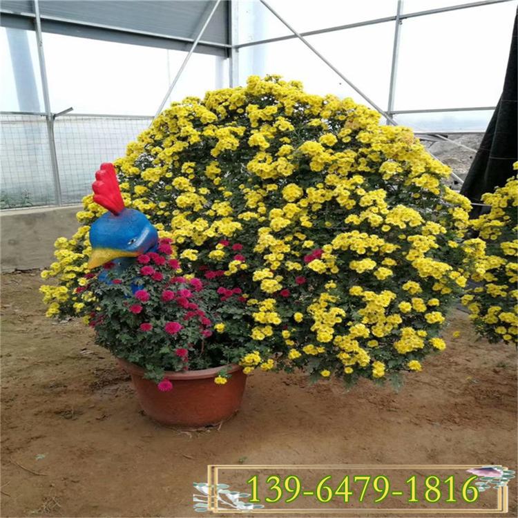 基地种植国庆菊花 大厅花卉国庆菊花造型 菊花展孔雀造型