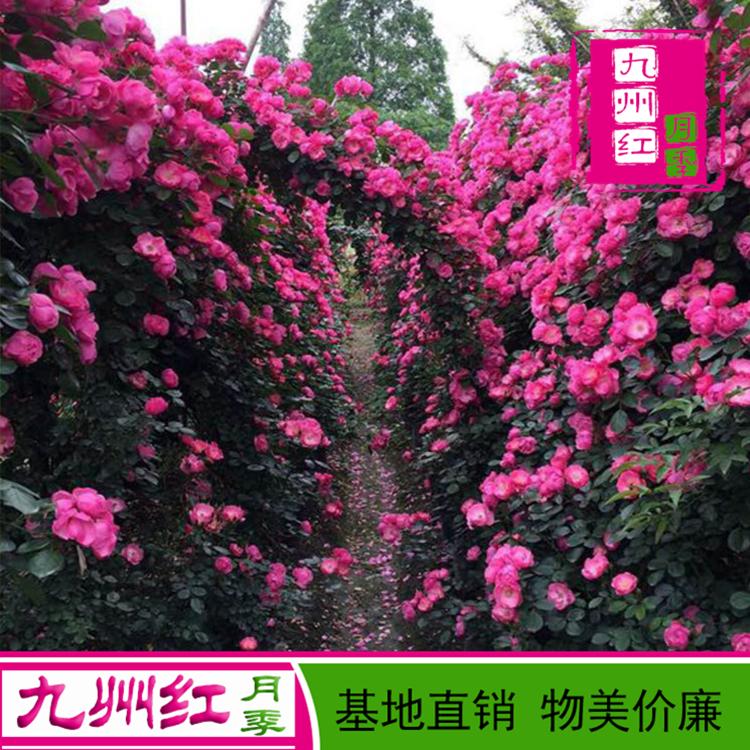 安吉拉造型月季 九州红 拱门月季网墙花瓶批发价格