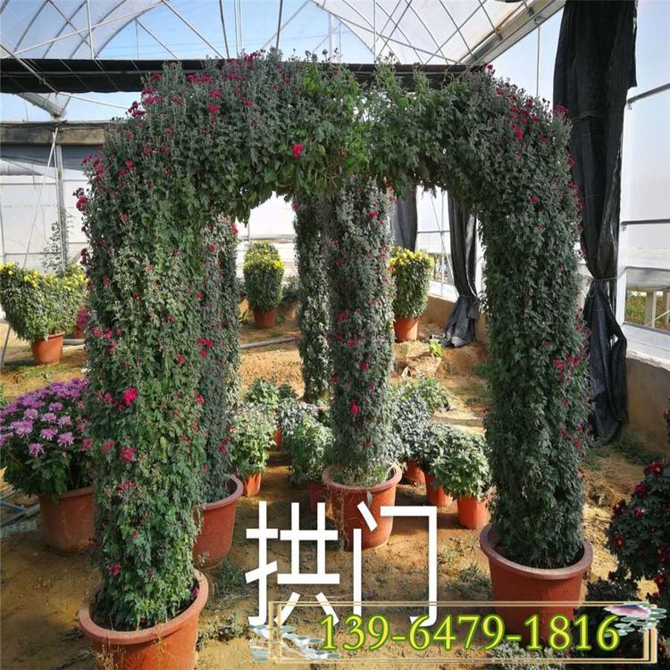 常绿性国庆菊 万寿菊 国庆菊花造型批发 菊花拱门造型