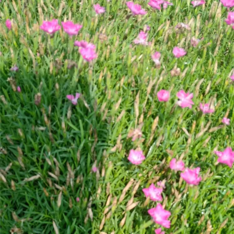 ###地被石竹花期 地被石竹 天津地被石竹花期
