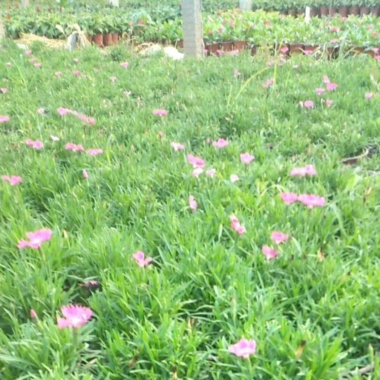 营养钵欧石竹种植基地 欧石竹 山西欧石竹种植基地