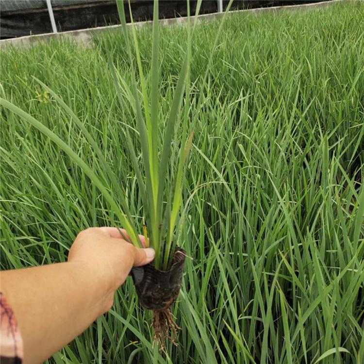马兰批发 马蔺 水生植物价格