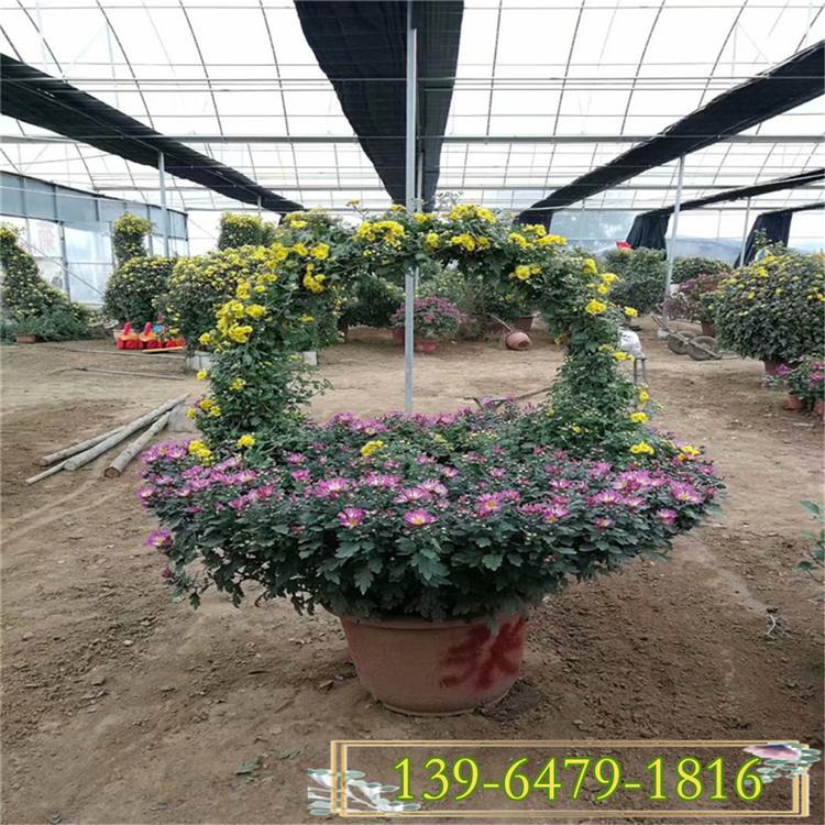 红色国庆菊 黄色国庆菊街道美化 花篮菊花造型
