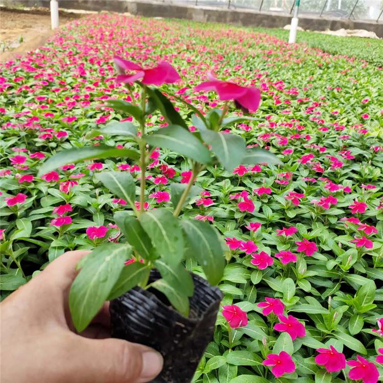 长春花培育基地 好苗出售青州双色盆长春花