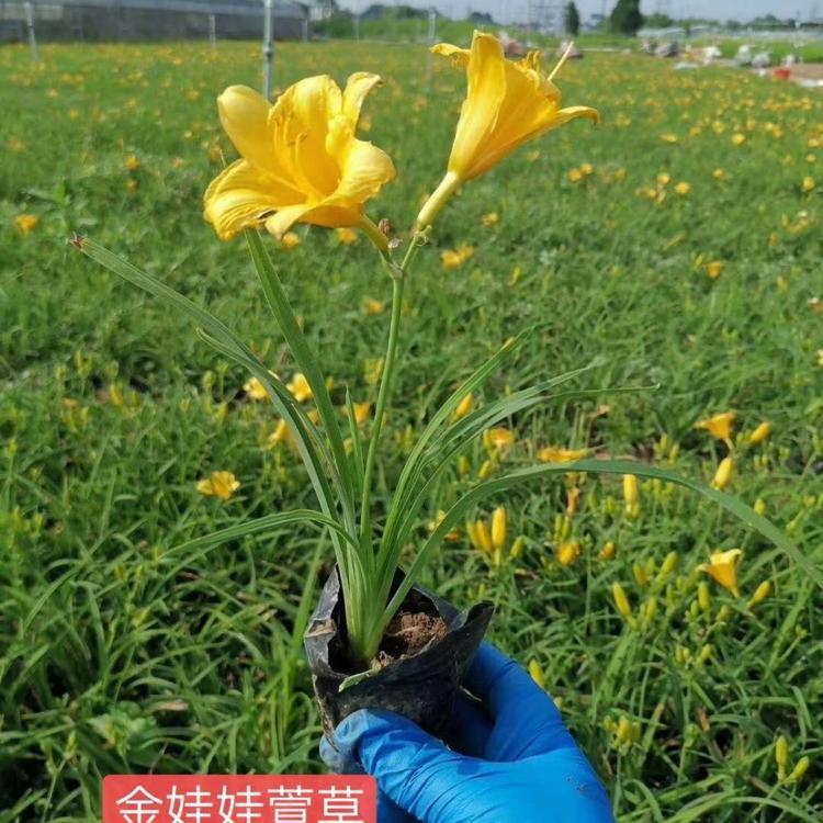 金娃娃萱草批发供应   金娃娃萱草基地价格   量大有售