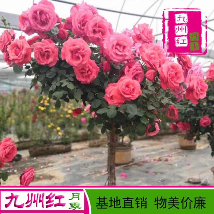 超大花香水月季品种基地批发价格 九州红月季 树形状树桩月季树批发价格