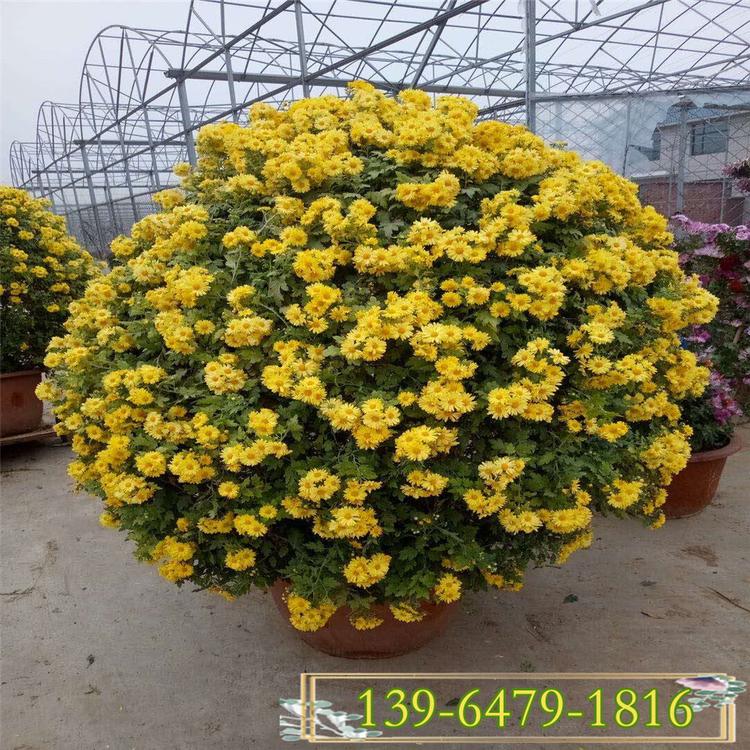 景观绿化国庆菊 秋菊耐寒花卉 菊花花球造型
