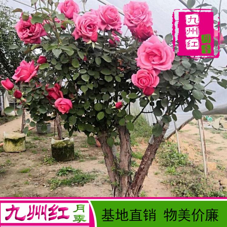 盆栽树形状树桩月季花树基地批发价格 九州红月季 盆栽月季