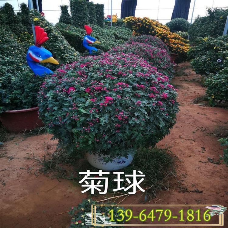十月一租摆用花菊花造型 红色国庆菊球 菊花展专用