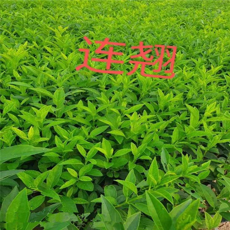 连翘 山东连翘价格表 优质连翘大量批发