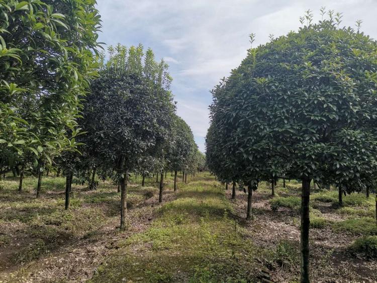 邛崃桂花多少钱一棵 邛崃桂花价格 温江桂花价格