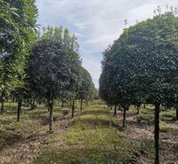邛崃桂花多少钱一棵 邛崃桂花价格 温江桂花价格