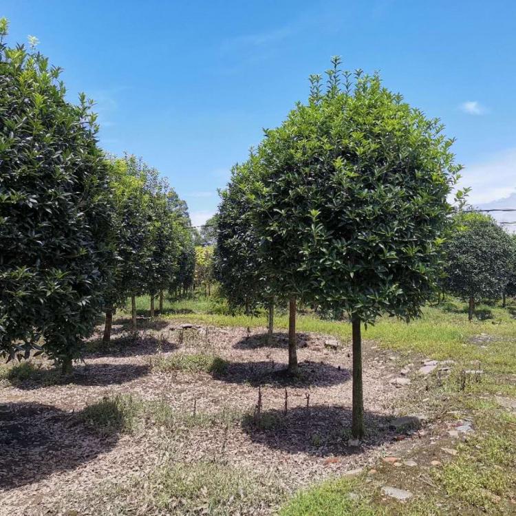 桂花多少钱一棵 桂花价格 桂花种植基地
