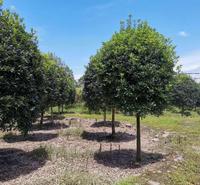桂花多少钱一棵 桂花价格 桂花种植基地