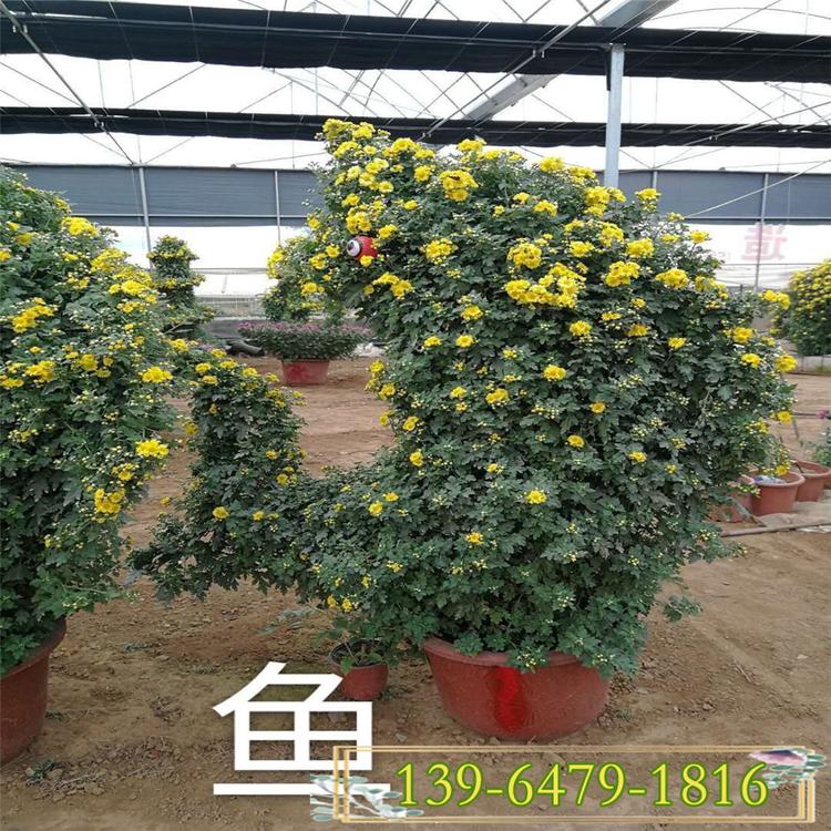 国庆菊大量供应 节日租摆菊花造型品种多样 菊花鱼造型