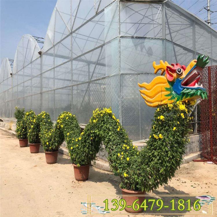 国庆菊金秋观赏花卉 各种观赏菊花造型工程苗  龙造型菊花