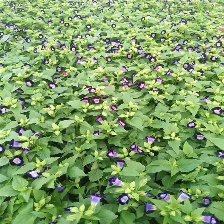 蓝翅蝴蝶草 青州草花 花农自营 夏堇种植基地
