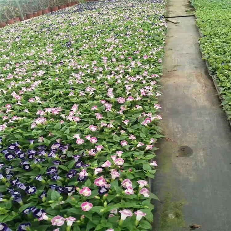 夏堇苗 山东草花 咨豪花卉 夏堇基地