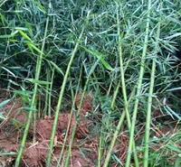 翠竹价格 翠竹种植基地 翠竹求购 江瑞竹子供应商