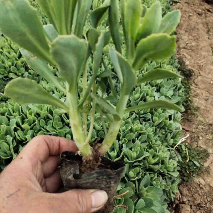 泳拳花卉  八宝景天 小苗  绿化植物