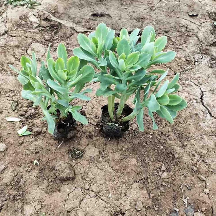 泳拳花卉  八宝景天 价格  绿化植物
