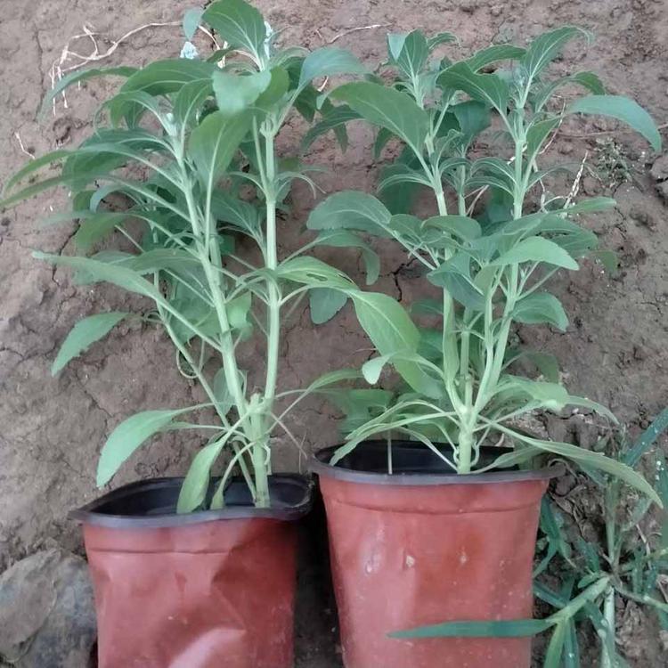 欢迎咨询 蓝花鼠尾草价格 立腾花卉培育地被鼠尾草小苗
